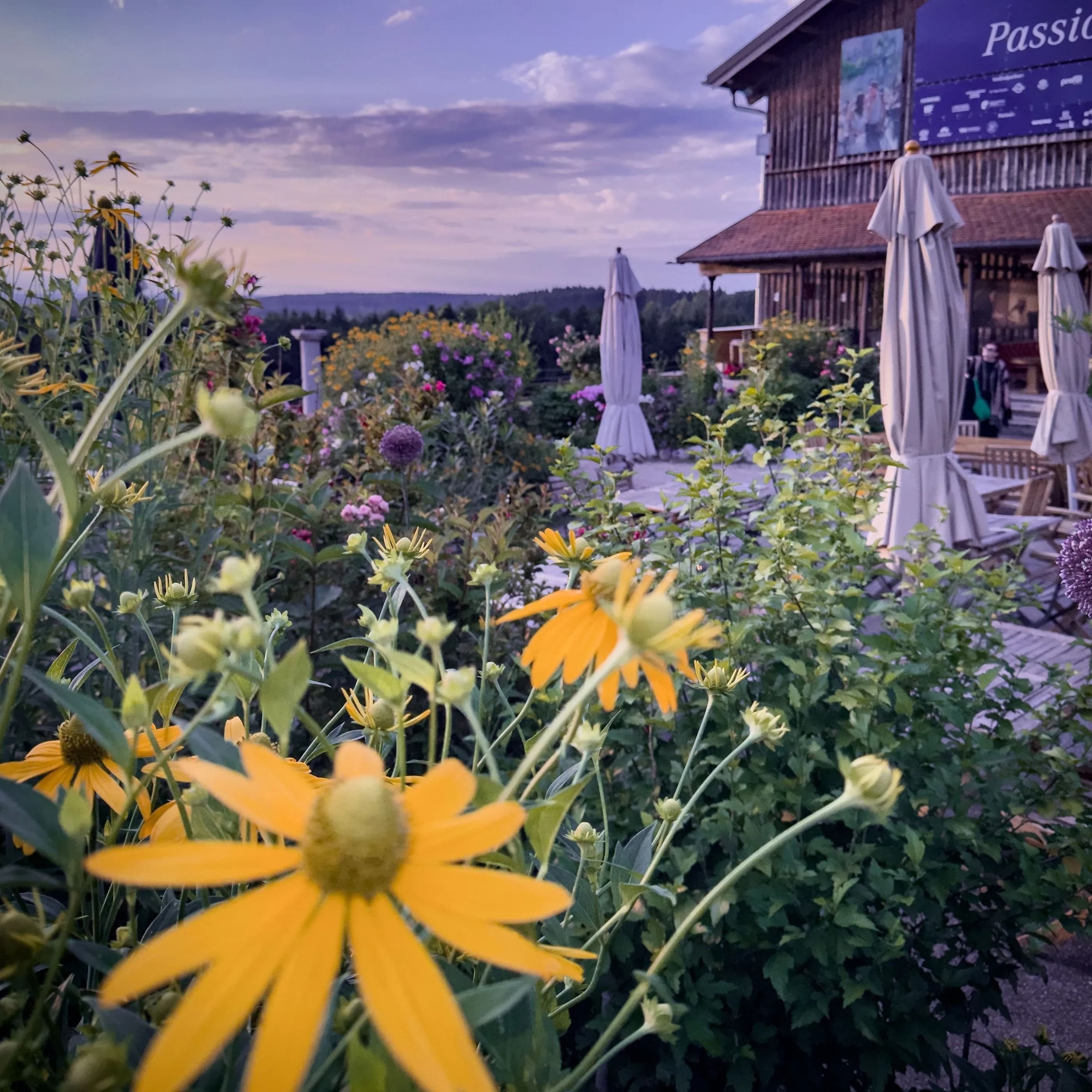 Immling Blumen Sonnenhut