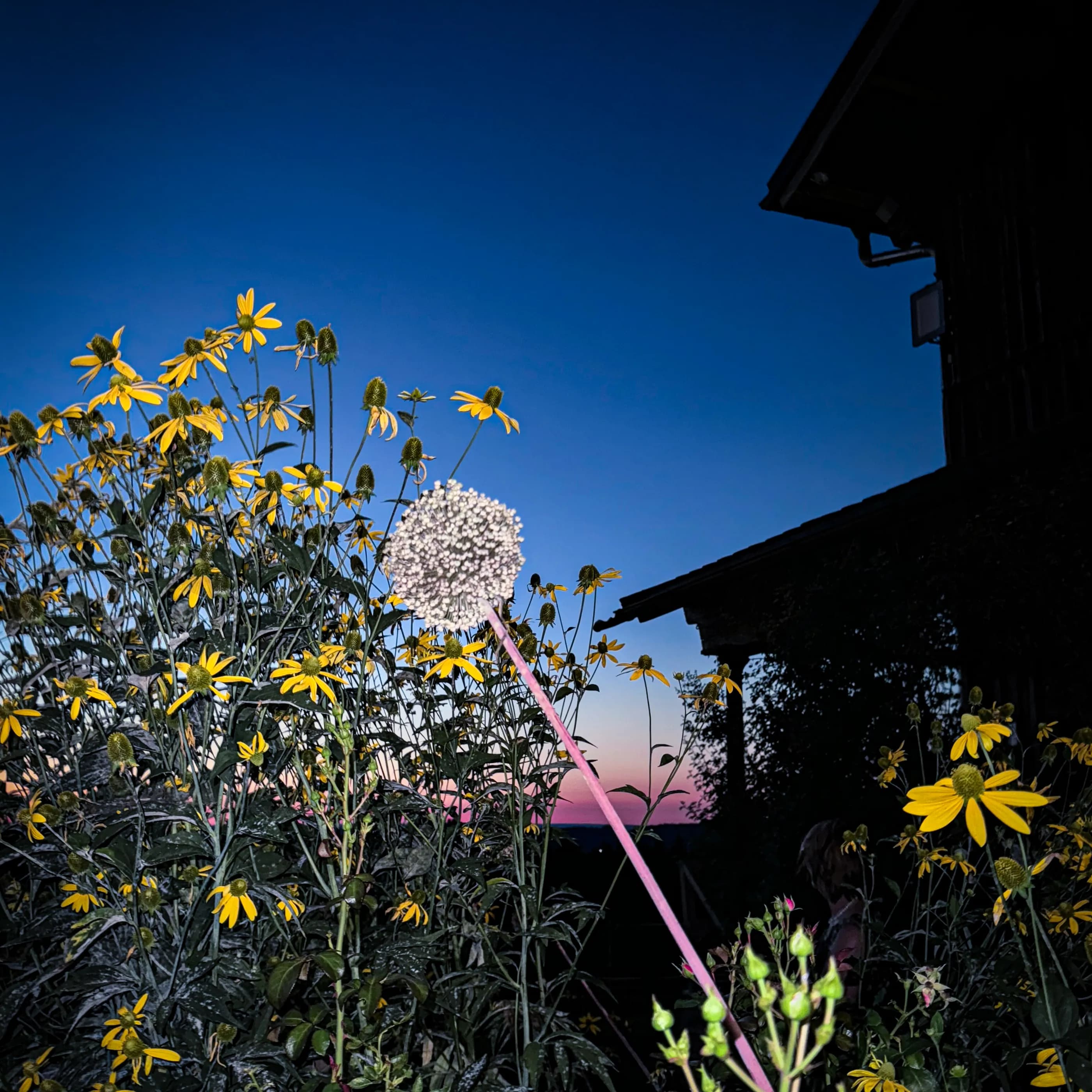 Immling in der Dämmerung mit Blumen